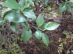 Caprifoliaceae