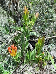 Tristerix longibracteatus