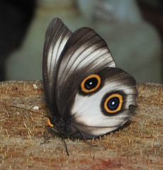 Taenaris urania