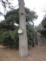 Pinus