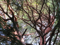 Pinus densiflora