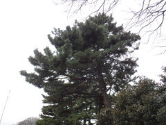 Pinus