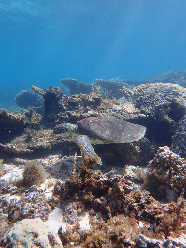 Loggerhead Turtle