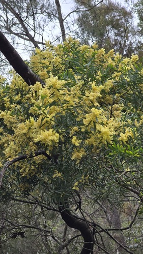 Acacia prominens, photograph 4