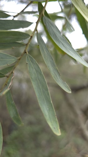 Acacia prominens, photograph 3