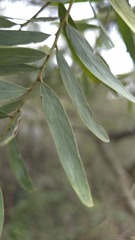 (c) Petra Holland, some rights reserved (CC BY) Acacia prominens, photograph (c) Petra Holland, some rights reserved (CC BY)