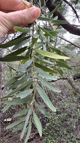 Acacia prominens, photograph 2