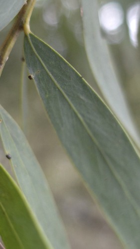 Acacia prominens, photograph 5