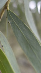 (c) Petra Holland, some rights reserved (CC BY) Acacia prominens, photograph (c) Petra Holland, some rights reserved (CC BY)