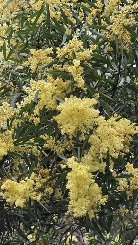 Gosford Wattle (Acacia prominens)