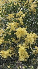 (c) Petra Holland, some rights reserved (CC BY) Acacia prominens, photograph (c) Petra Holland, some rights reserved (CC BY)