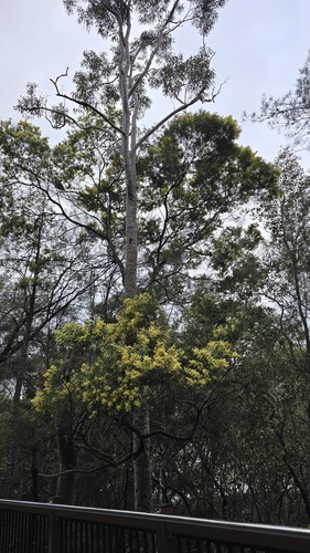 Acacia prominens, photograph 6