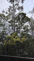 Acacia prominens, photograph (c) Petra Holland, some rights reserved (CC BY)
