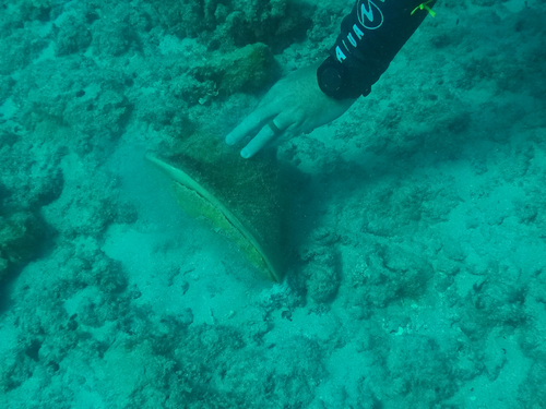 Cassis cornuta observed 2025-08-24