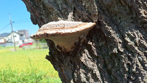 Ganoderma applanatum