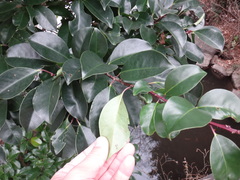 Caprifoliaceae