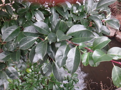 Caprifoliaceae
