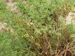 Artemisia campestris maritima