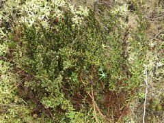 Artemisia campestris maritima