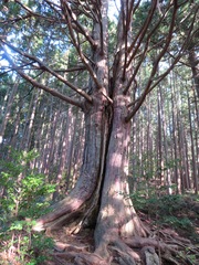 Cryptomeria japonica