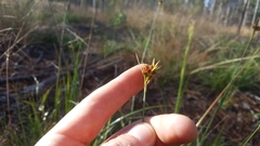 Rhynchospora ciliaris