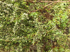Artemisia campestris maritima