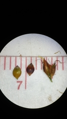 Rhynchospora ciliaris