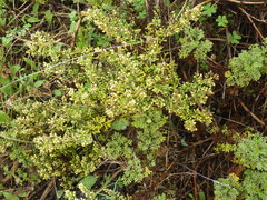 Artemisia campestris maritima