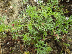 Artemisia campestris maritima