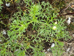 Artemisia campestris maritima
