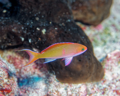 Moorea Anthias photo 1