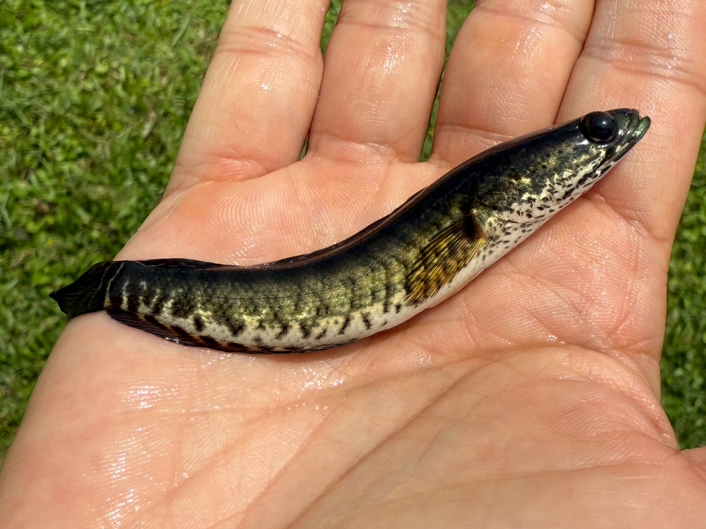 Banded snakehead (Channa striata) — Channidae