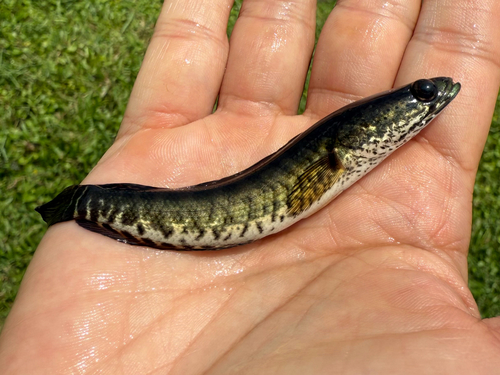 Banded snakehead (Channa striata) — Channidae