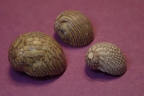 Vitta luteofasciata