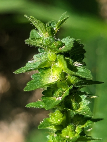 Acalypha neomexicana