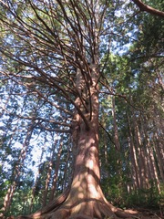 Cryptomeria japonica