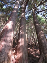 Cryptomeria japonica