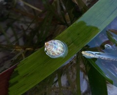 Phasianotrochus irisodontes