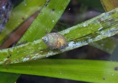 Phasianotrochus irisodontes