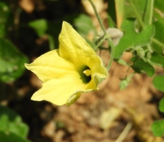 Schizocarpum palmeri