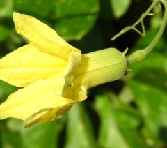 Schizocarpum palmeri
