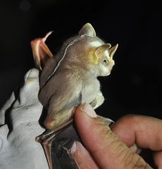 Vampyrodes caraccioli