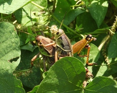 Brachystola behrensii