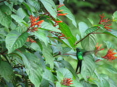 Cynanthus forficatus