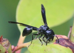 Zethus spinipes spinipes