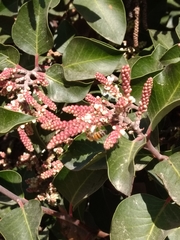 Rhus ovata