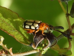 Disonycha scriptipennis