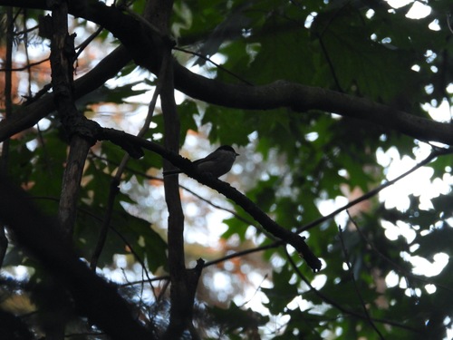 Marsh Tit, Baarn, Nederland, photo 10 of 10