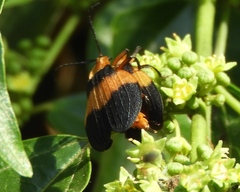 Lycus sallaei