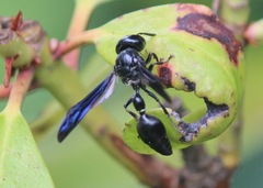 Zethus spinipes spinipes